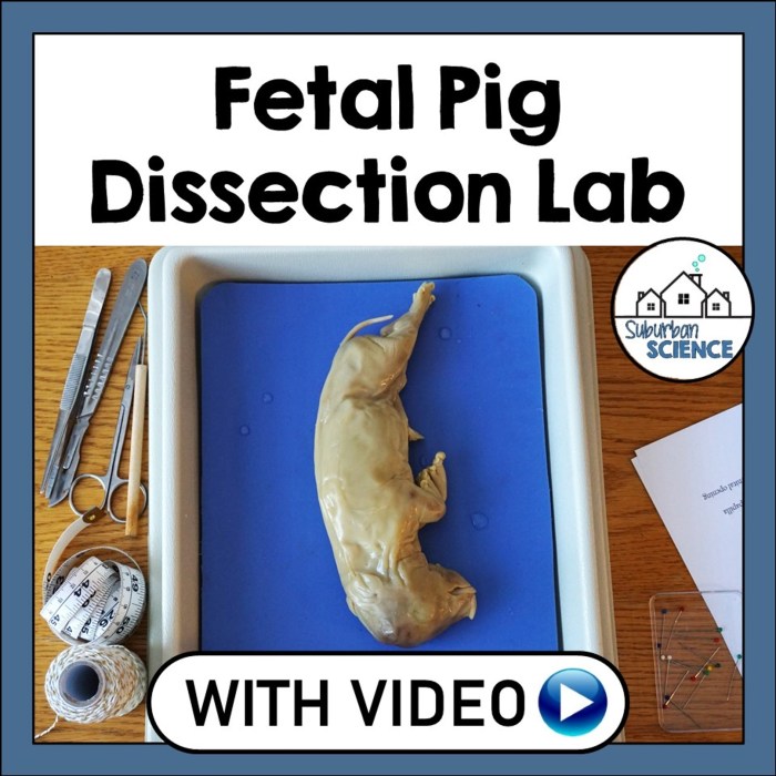 Fetal pig dissection pre lab worksheet