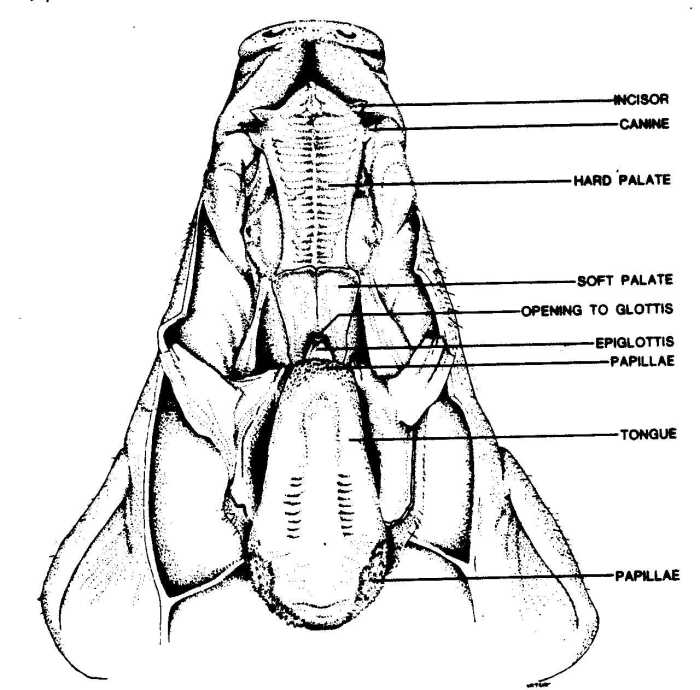 Fetal pig dissection pre lab worksheet