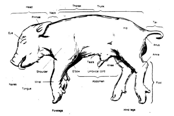 Fetal pig dissection pre lab worksheet