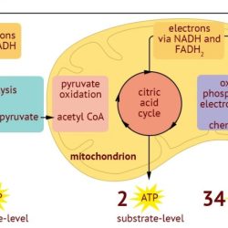 Atp respiration cellular glucose breakdown