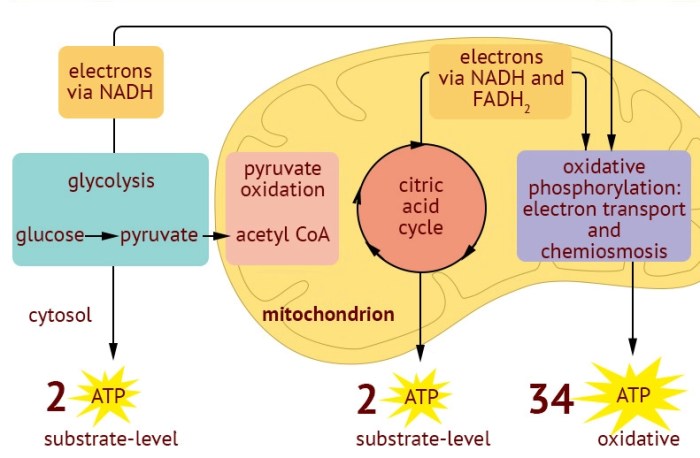 Atp respiration cellular glucose breakdown