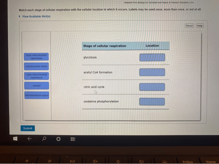 Match each stage of cellular respiration with its description.