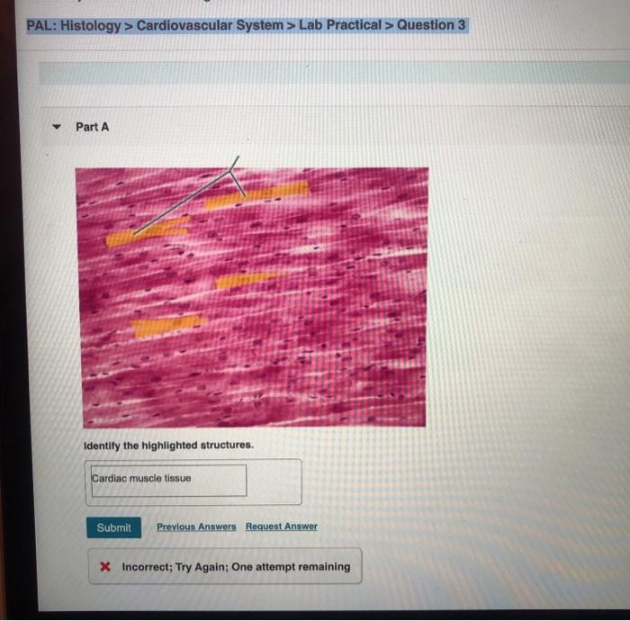 Pal histology muscular tissue lab practical question 15