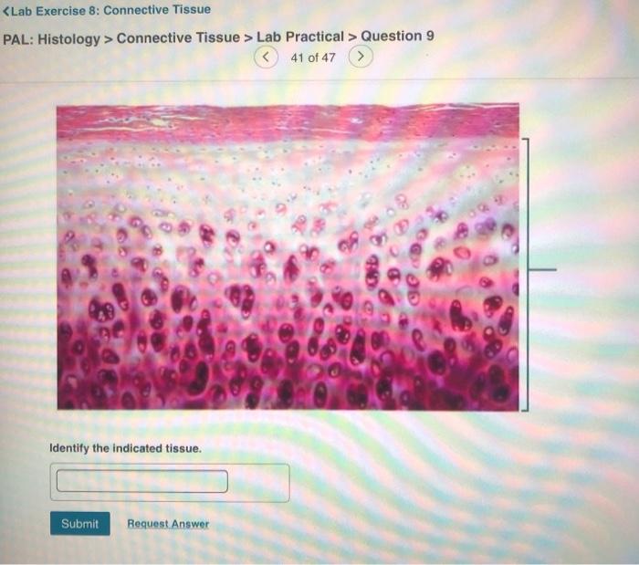 Pal histology muscular tissue lab practical question 15