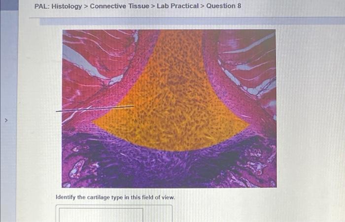 Pal histology muscular tissue lab practical question 15