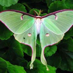 Moth bat tiger garden distinguished lecture researcher present unk gottula todd