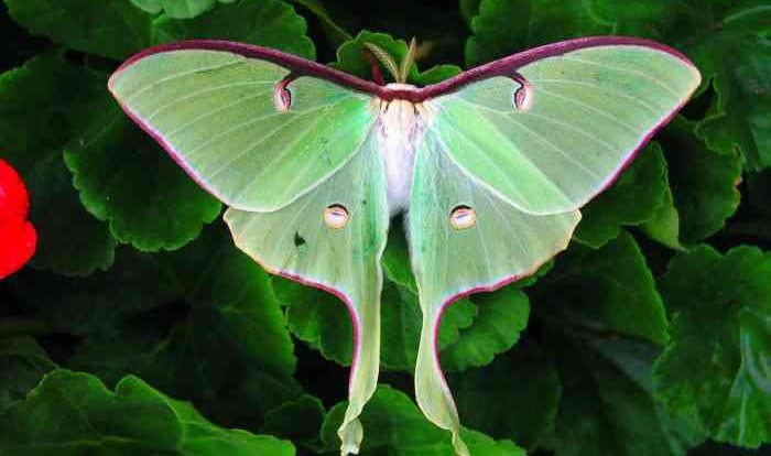 Moth bat tiger garden distinguished lecture researcher present unk gottula todd