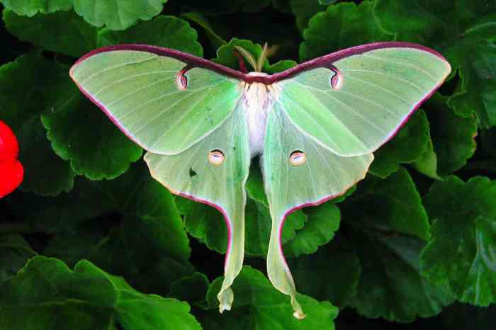 Moth bat tiger garden distinguished lecture researcher present unk gottula todd