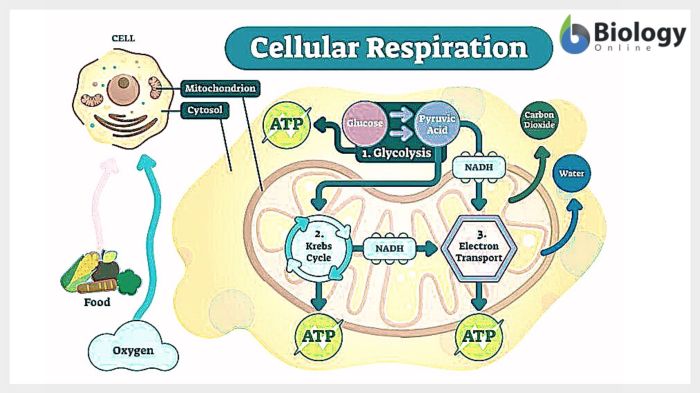 Respiration cellular electron transport electrons atp biology energy process oxygen produced passed